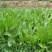 鲁梅克斯种子俄罗斯饲料菜多年生牧草种籽猪牛羊鸡鸭鹅