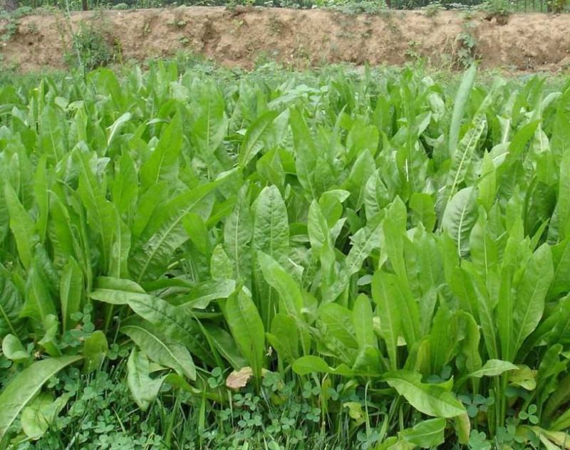 鲁梅克斯种子俄罗斯饲料菜多年生牧草种籽猪牛羊鸡鸭鹅