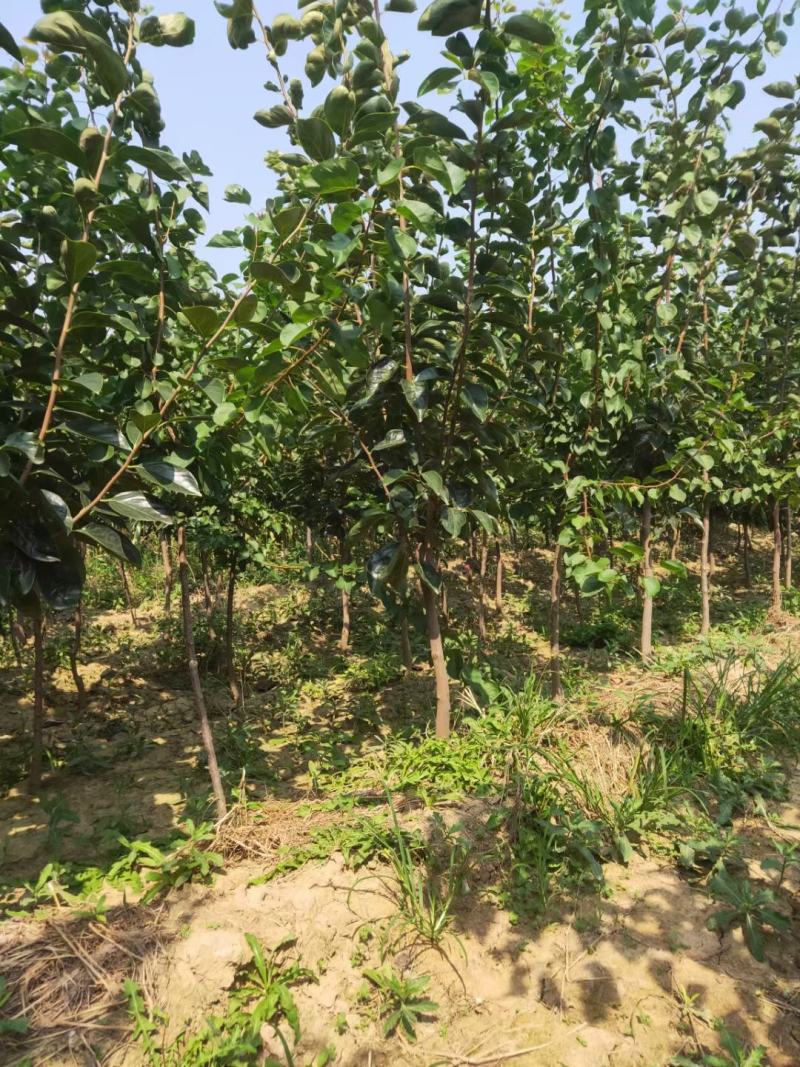 供应柿子树地径2/3/4/5公分定植柿子树柿子树价格优惠