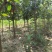 供应柿子树地径2/3/4/5公分定植柿子树柿子树价格优惠