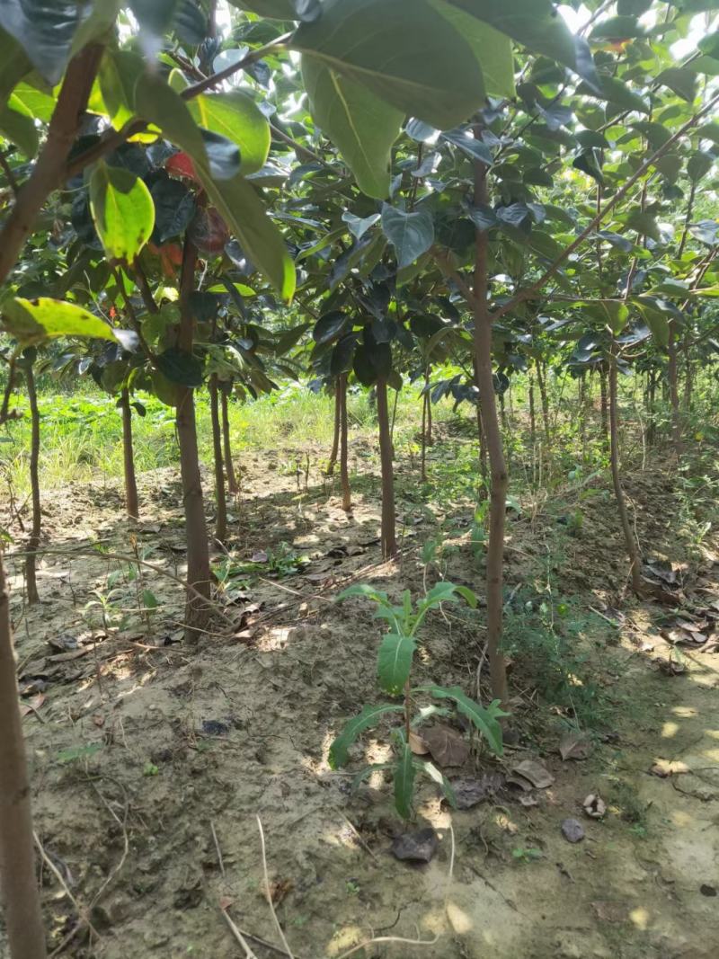 供应柿子树地径2/3/4/5公分定植柿子树柿子树价格优惠