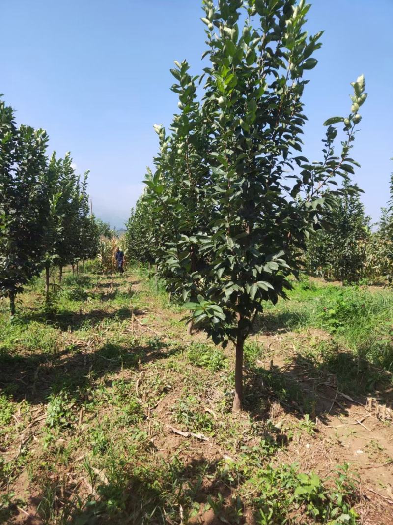 供应柿子树地径2/3/4/5公分定植柿子树柿子树价格优惠