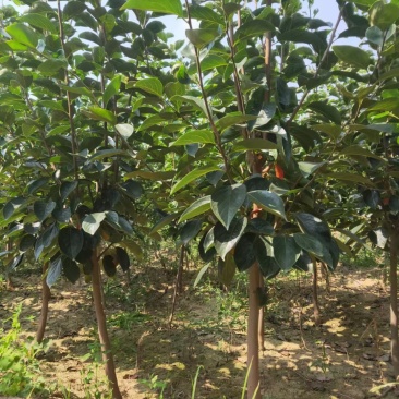 供应柿子树地径2/3/4/5公分定植柿子树柿子树价格优惠