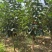 供应柿子树地径2/3/4/5公分定植柿子树柿子树价格优惠