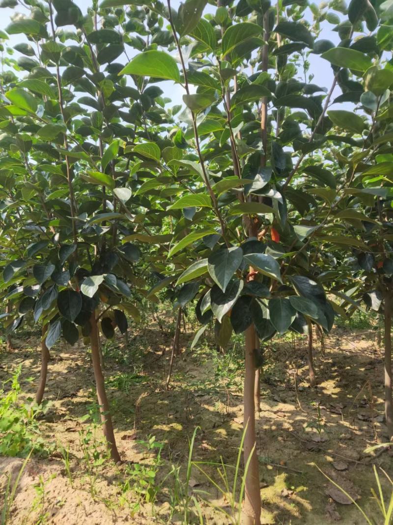 供应柿子树地径2/3/4/5公分定植柿子树柿子树价格优惠