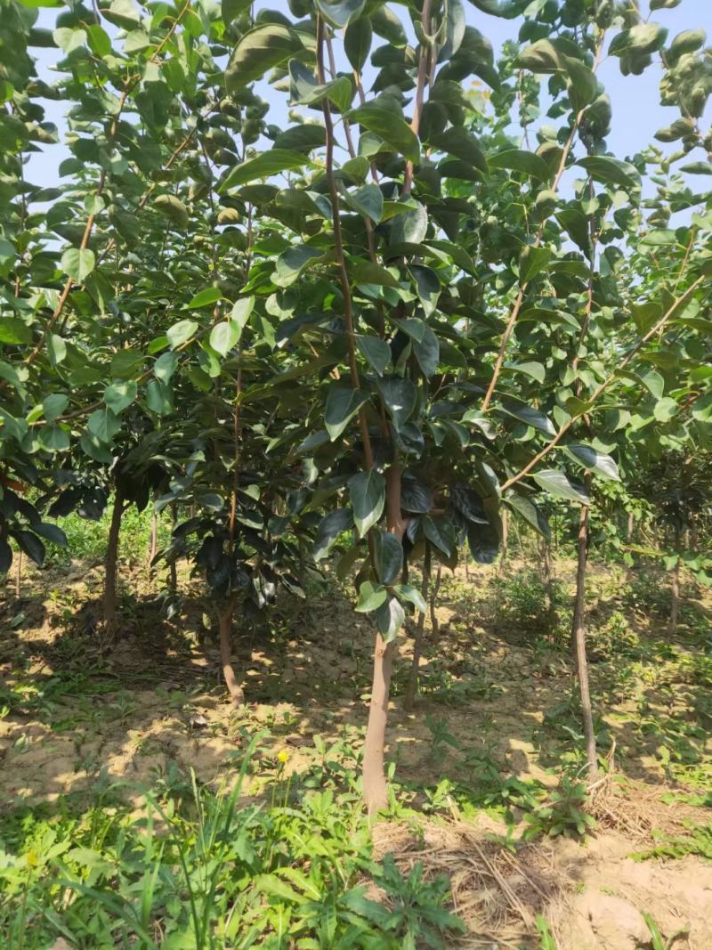 供应柿子树地径2/3/4/5公分定植柿子树柿子树价格优惠