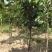 供应柿子树地径2/3/4/5公分定植柿子树柿子树价格优惠