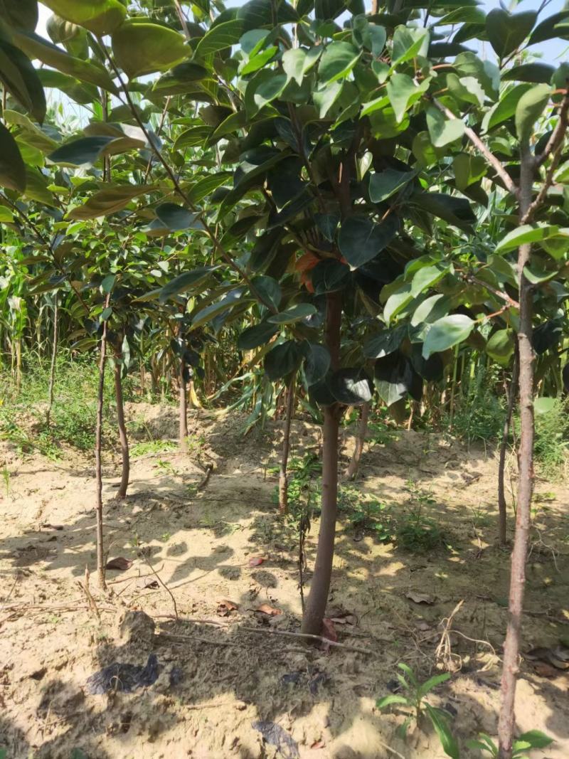供应柿子树地径2/3/4/5公分定植柿子树柿子树价格优惠