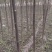 供应二年生臭椿苗1-5公分臭椿苗裸根臭椿苗价格