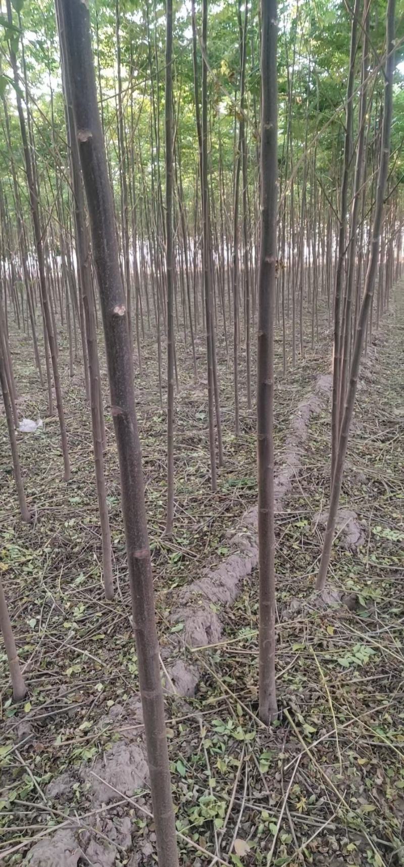 供应二年生臭椿苗1-5公分臭椿苗裸根臭椿苗价格