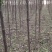 供应二年生臭椿苗1-5公分臭椿苗裸根臭椿苗价格