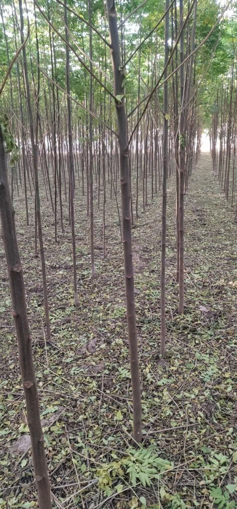 供应二年生臭椿苗1-5公分臭椿苗裸根臭椿苗价格