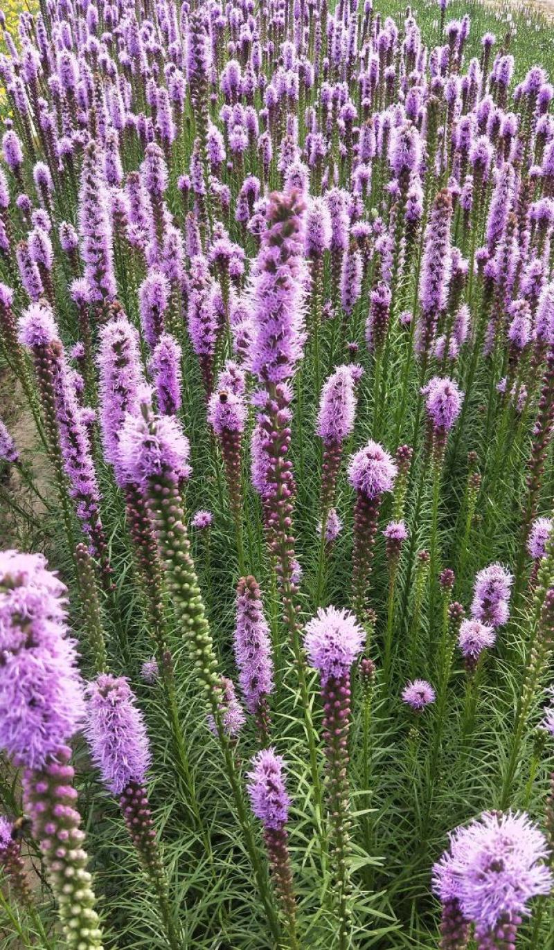 蛇鞭菊种子春秋播种观花种子多年生景观绿化花籽切花花卉花种