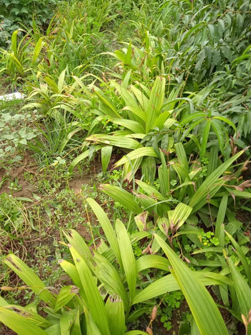 优质白芨，五年生优质白芨，产地直发，一手货源，欢迎大家前
