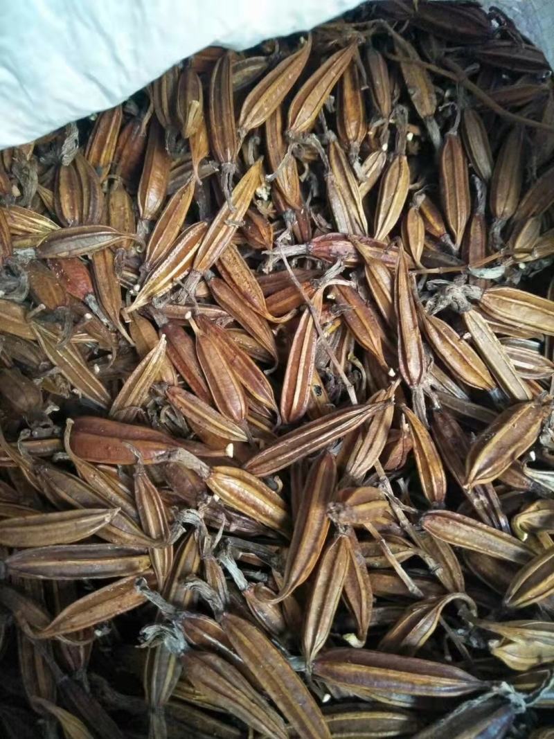 优质白芨，五年生优质白芨，产地直发，一手货源，欢迎大家前