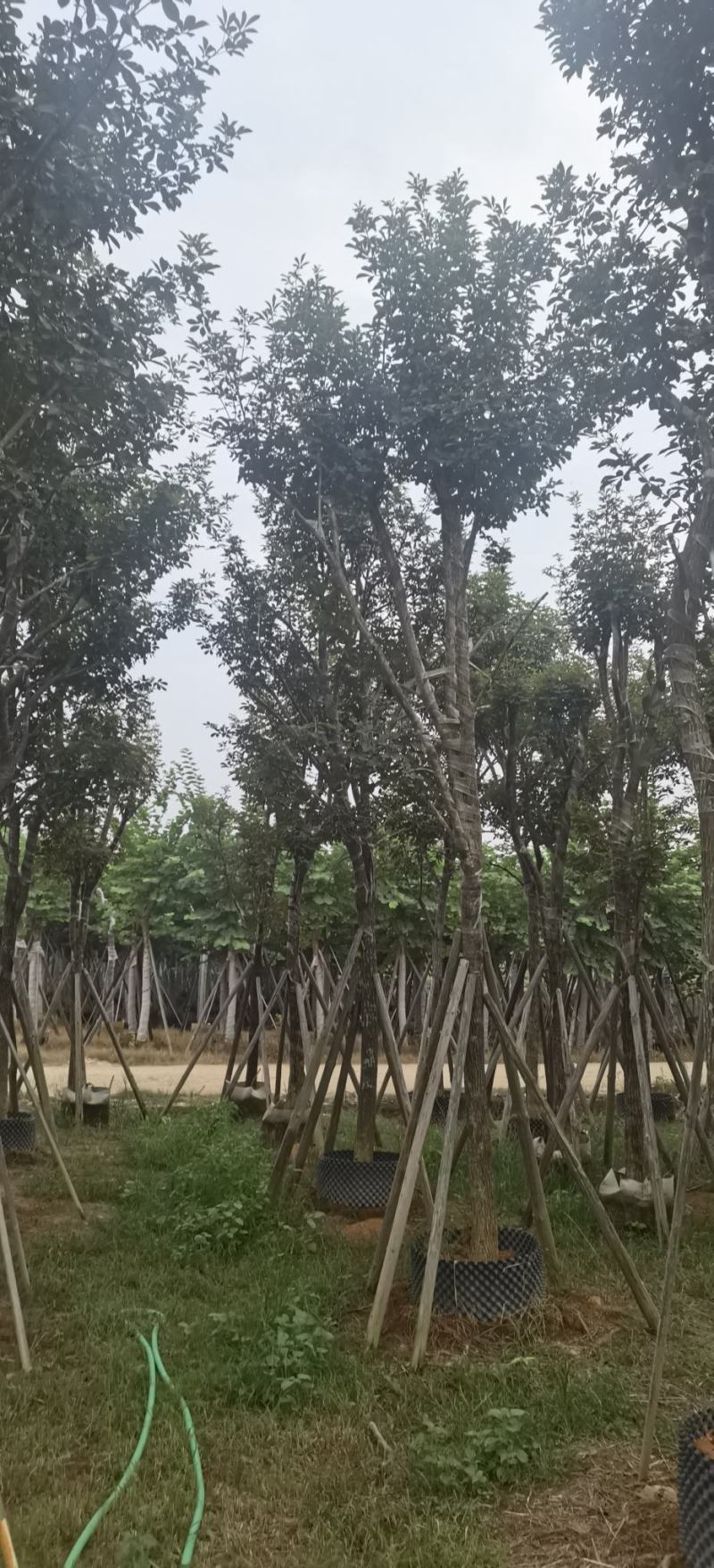 黄花风铃木