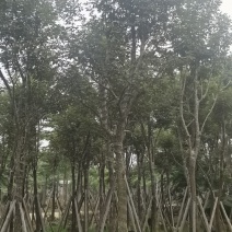 黄花风铃木