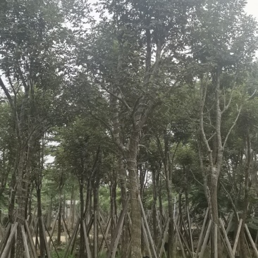 黄花风铃木