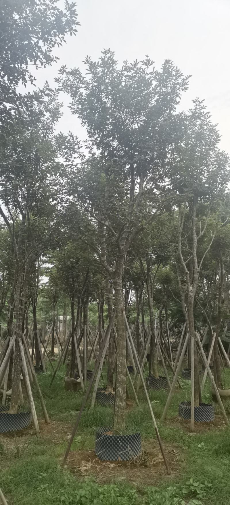 黄花风铃木