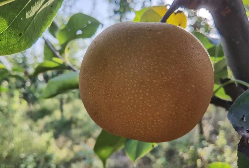 秋月梨