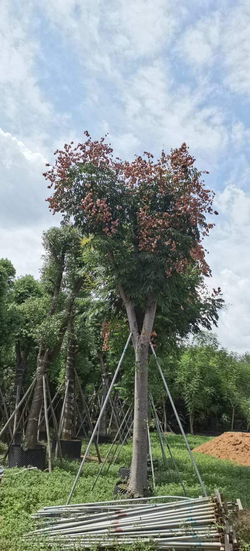 黄山栾树，国庆花，复羽叶栾树