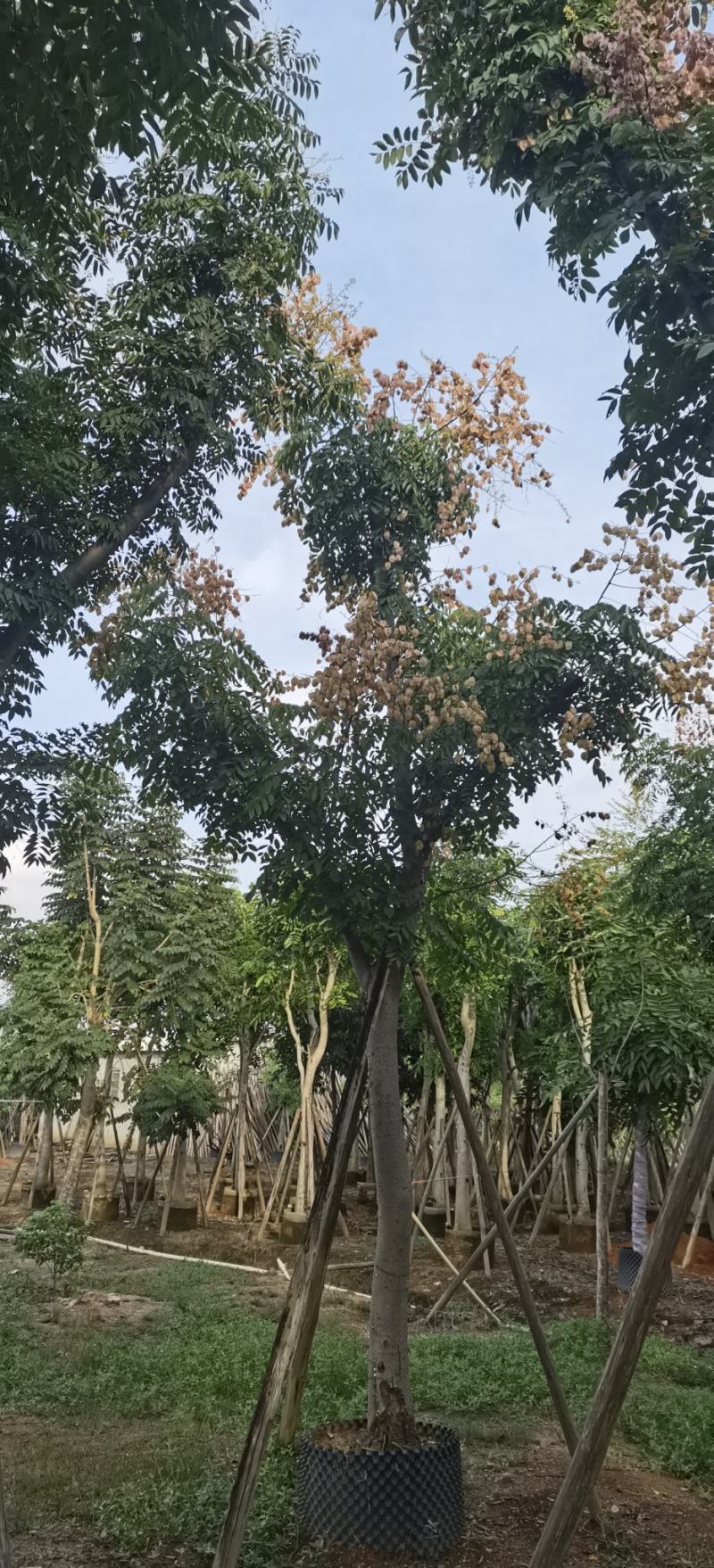 黄山栾树，国庆花，复羽叶栾树