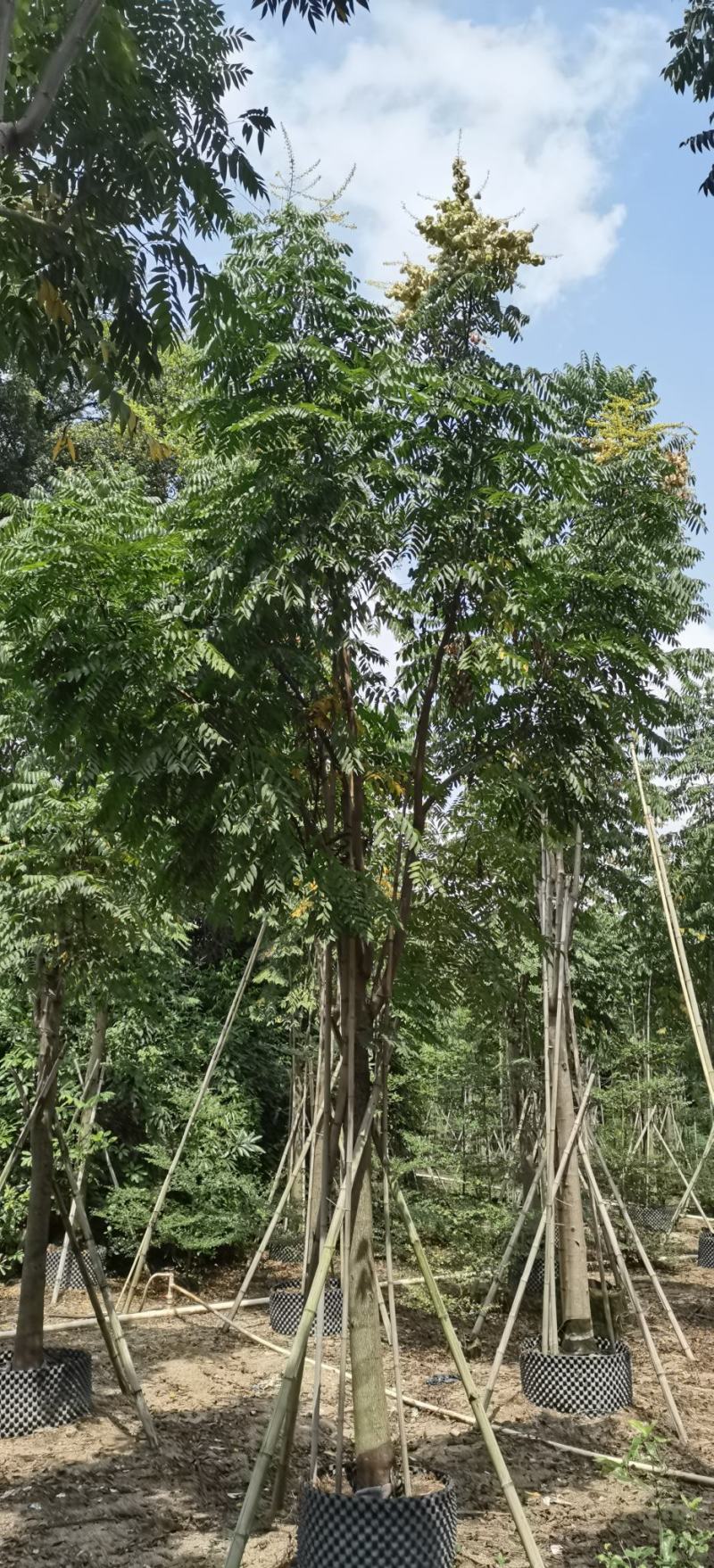 黄山栾树，国庆花，复羽叶栾树