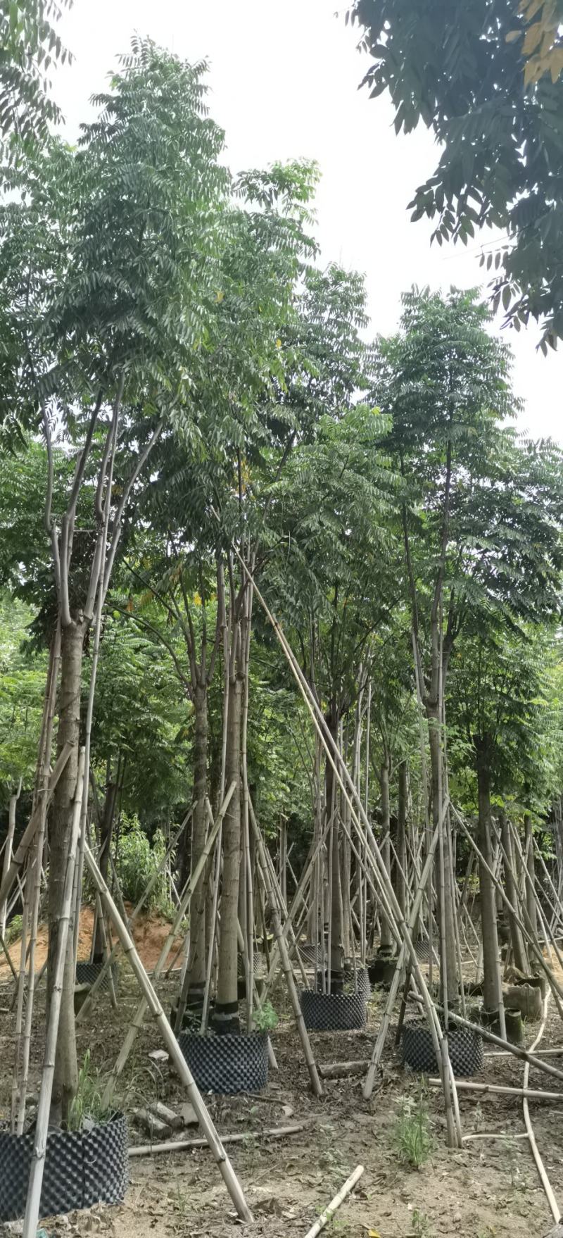 黄山栾树，国庆花，复羽叶栾树