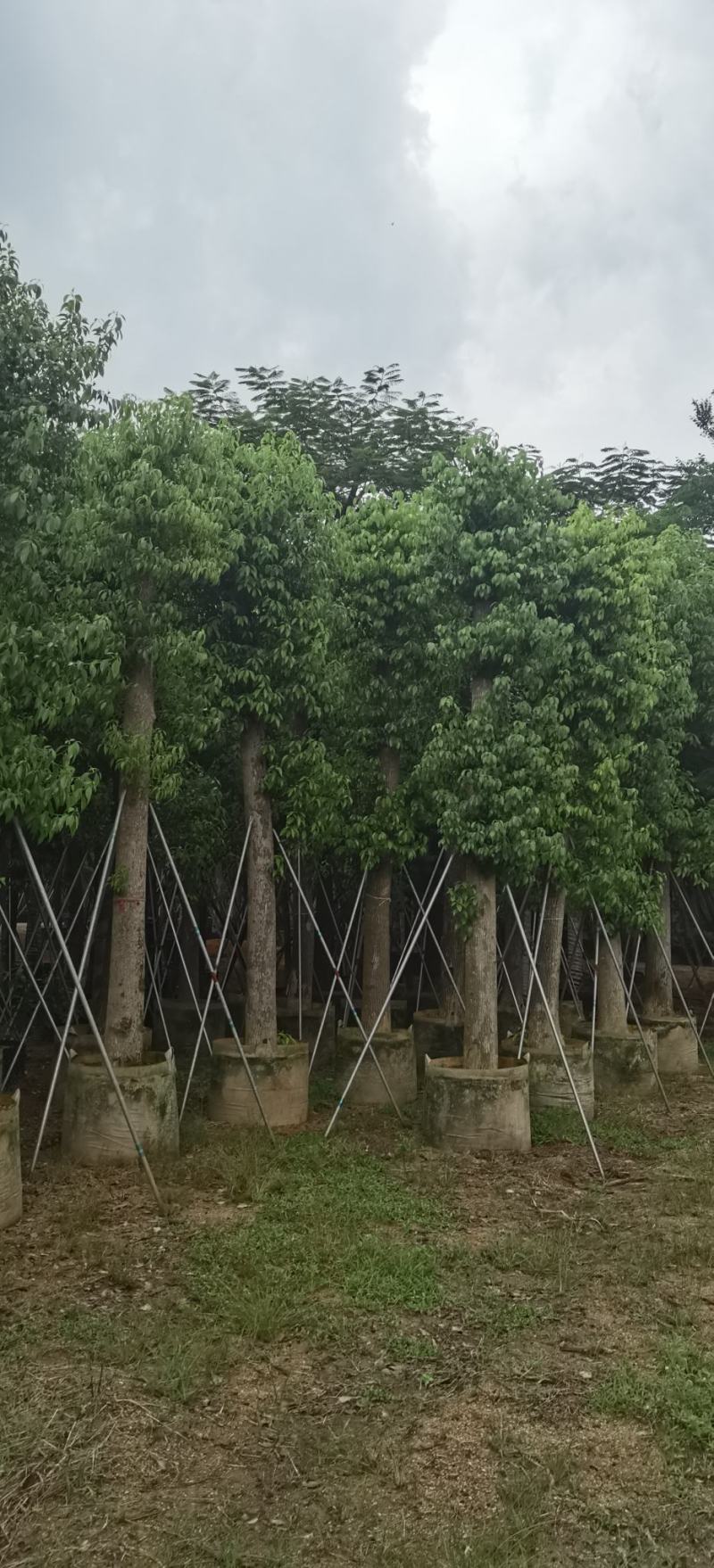 香樟树