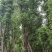 香樟树