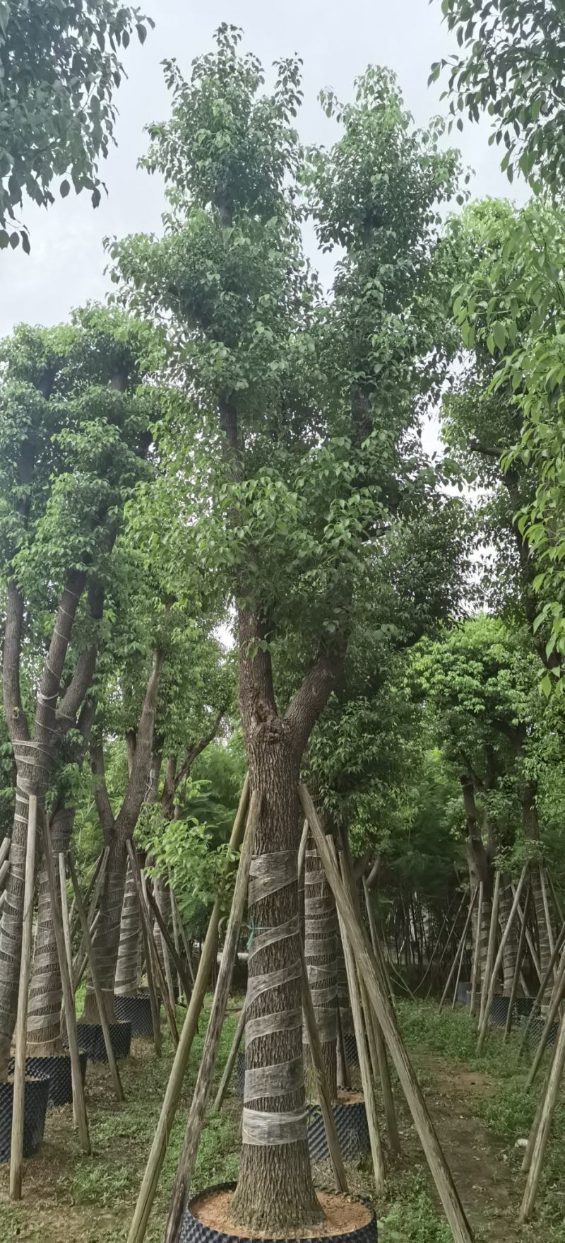 香樟树