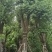 香樟树