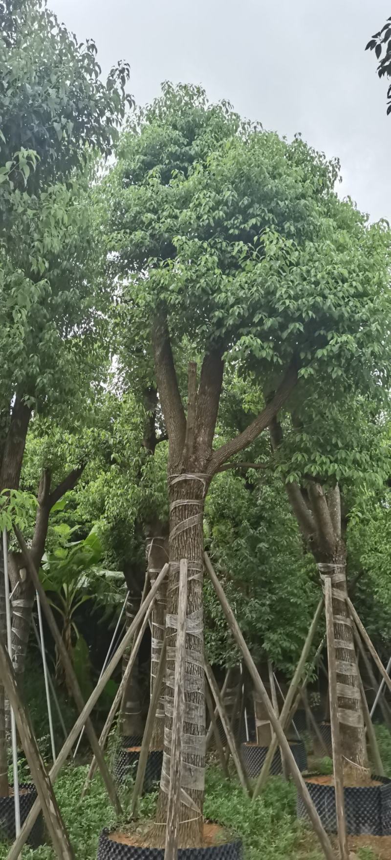 香樟树