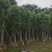 香樟树
