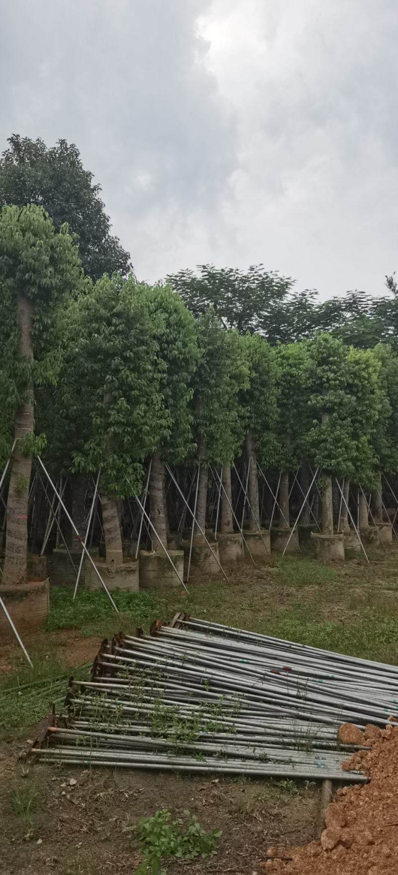 香樟树