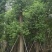 香樟树