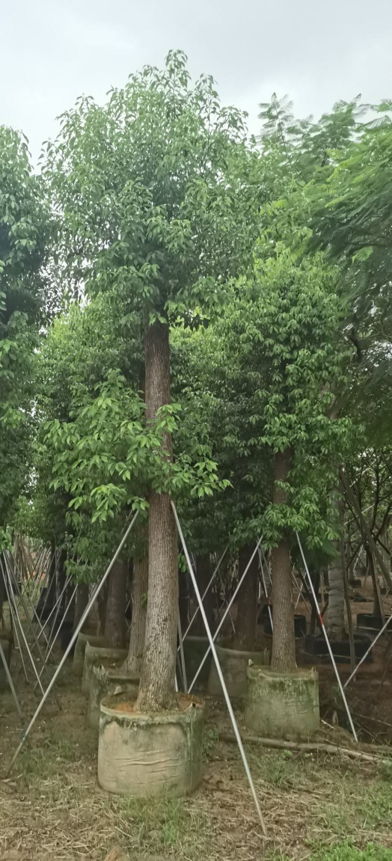香樟树