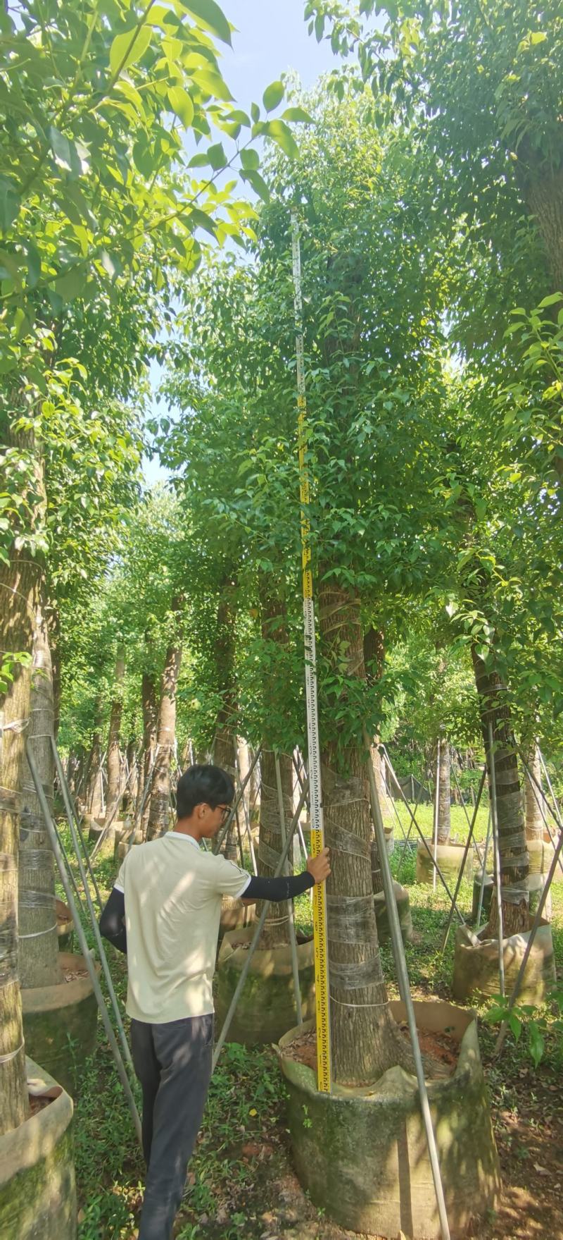 香樟树