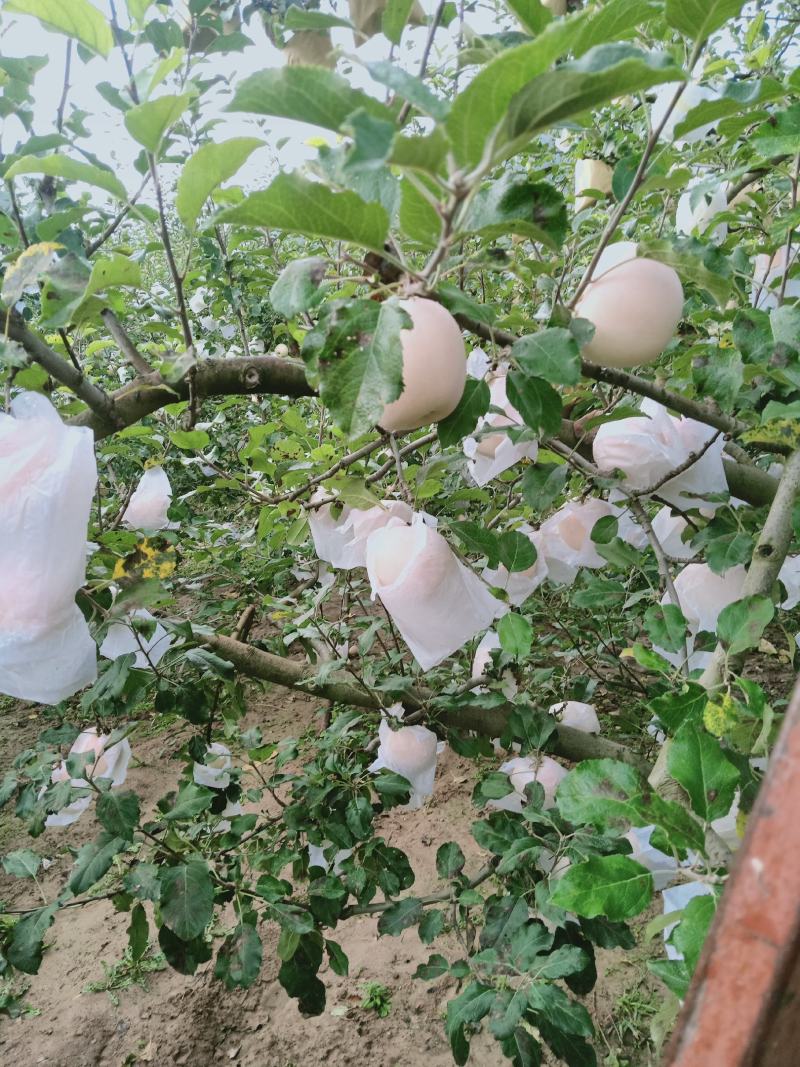红富士苹果