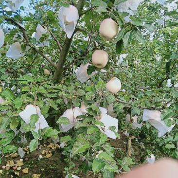 红富士苹果