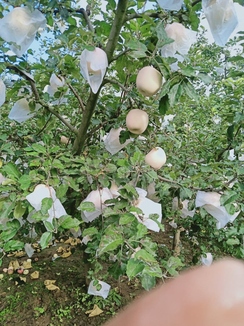 红富士苹果