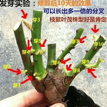 玫瑰大苗，1到3年老桩