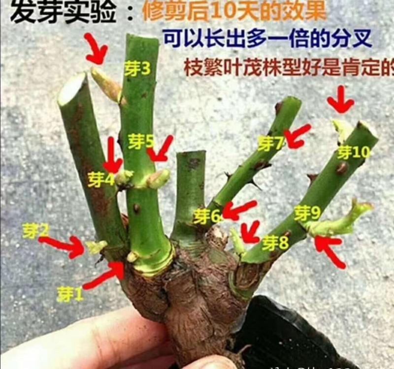 玫瑰大苗，1到3年老桩