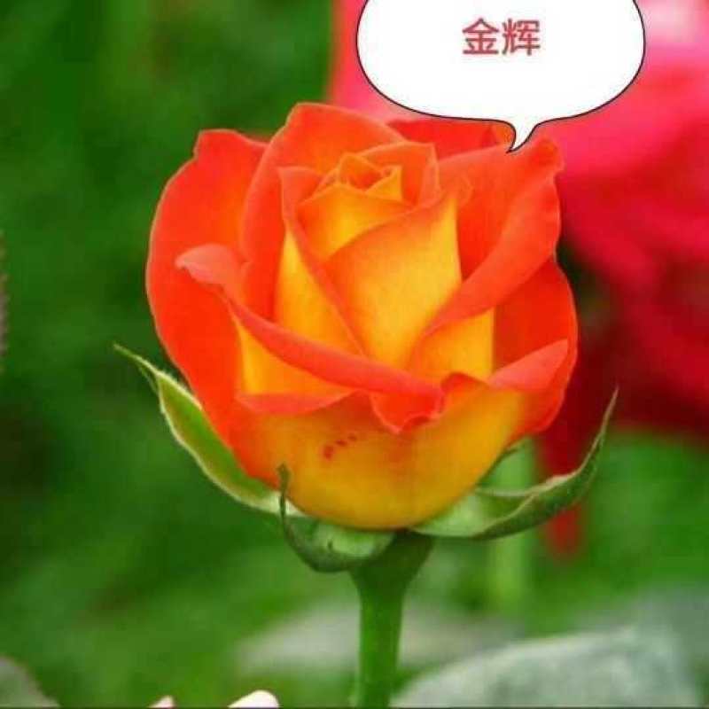玫瑰大苗，1到3年老桩