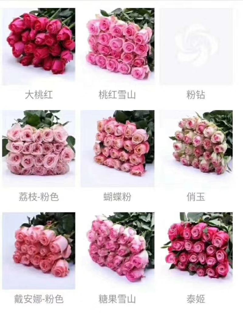 玫瑰大苗，1到3年老桩