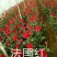 玫瑰大苗，1到3年老桩