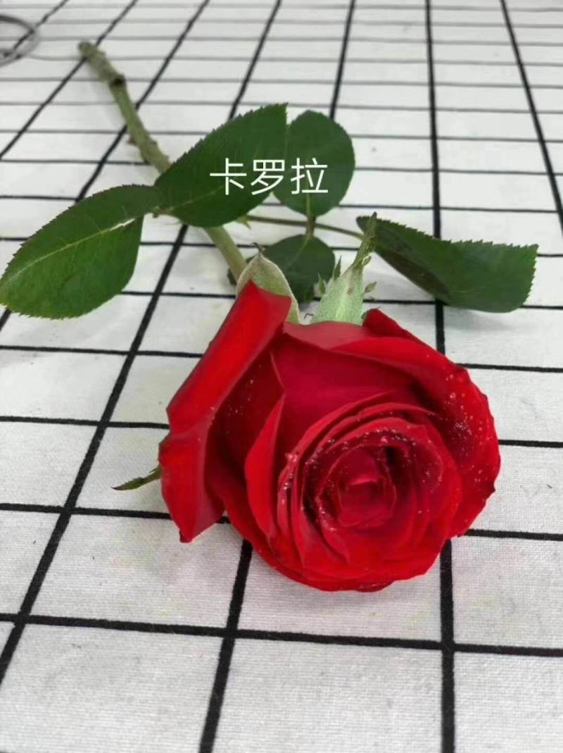 玫瑰大苗，1到3年老桩