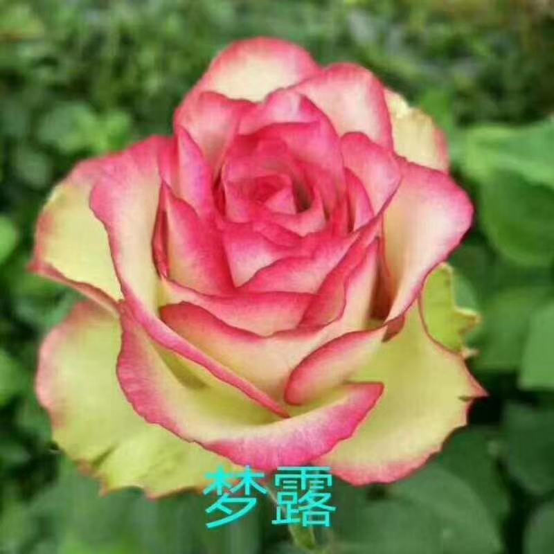 玫瑰大苗，1到3年老桩