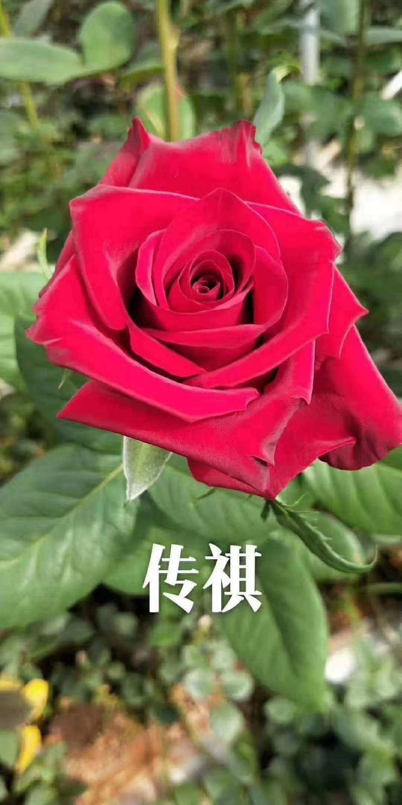 玫瑰大苗，1到3年老桩