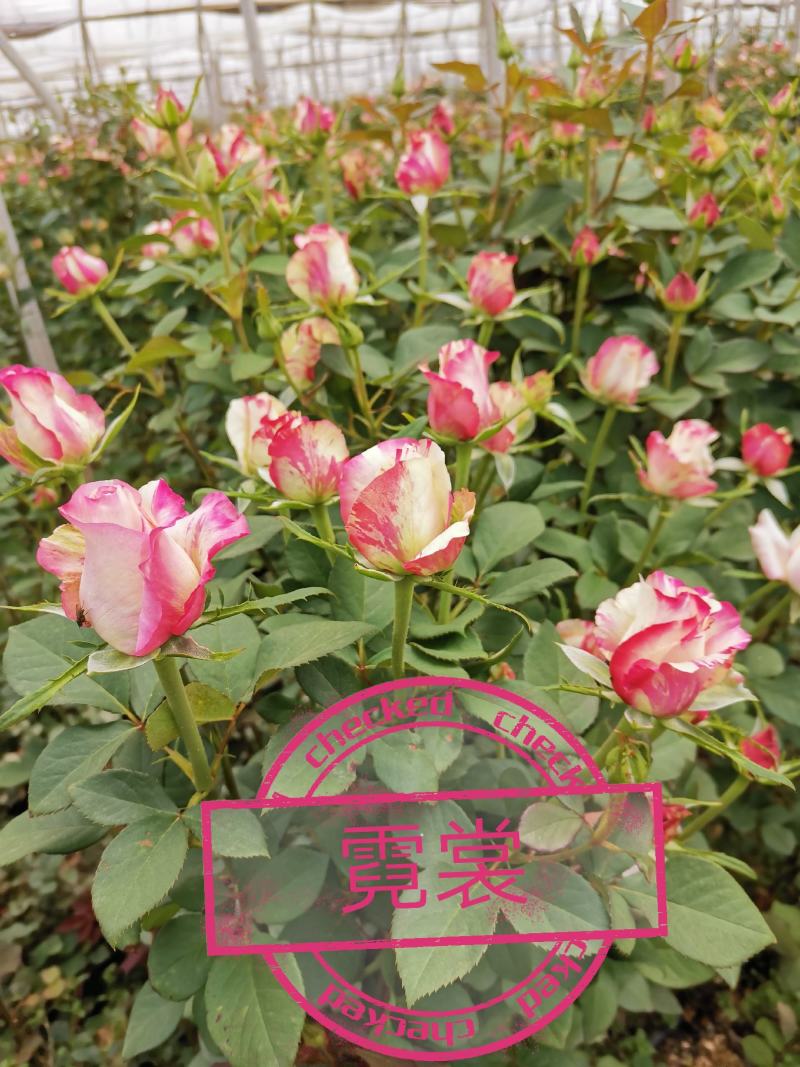 玫瑰大苗，1到3年老桩
